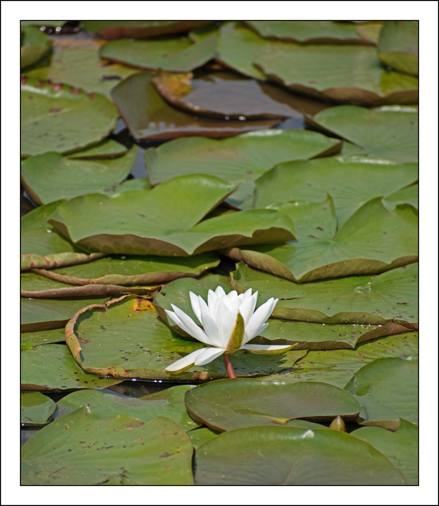 Shot this in the #park with Sean this past weekend.

#lilypad
#waterlilies
#lily
#lilies
#art
#photography
#nature
#nikon
#d5600
#nikond5600