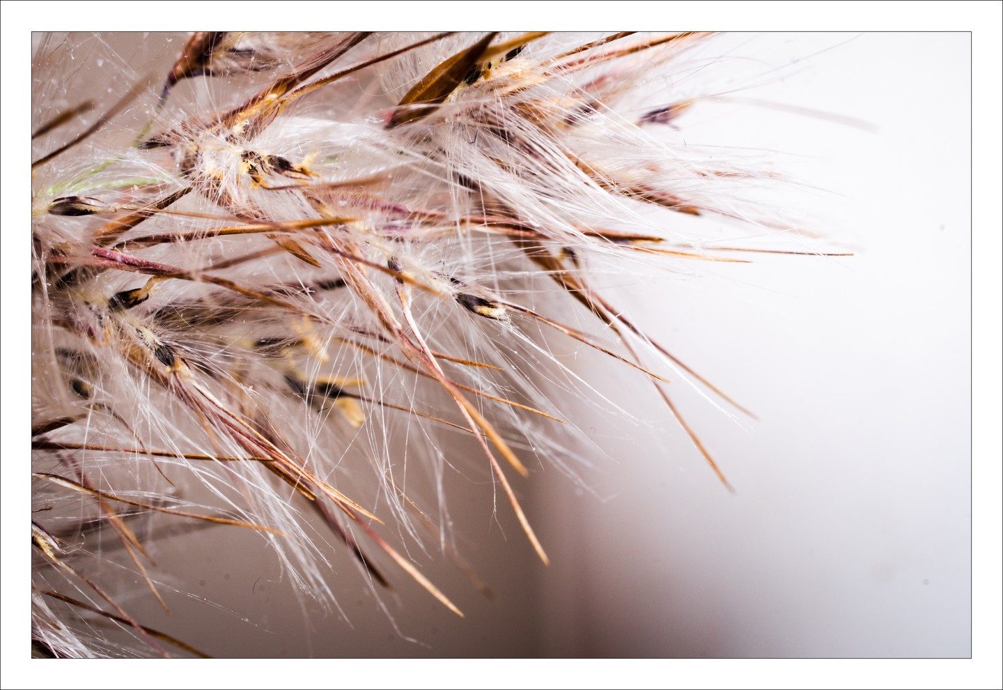 Still playing with #macro #lighting This time it's a bit of the #floof on the top of some #pampas #grass. Shot with a #Nikon #D5600 using a #Nikkor #Micro #40mm 2.8 with the onboard flash through a lens-mounted cloth #diffuser

#photography
#nikond5600
#macrophotography
#digital
#pampasgrass